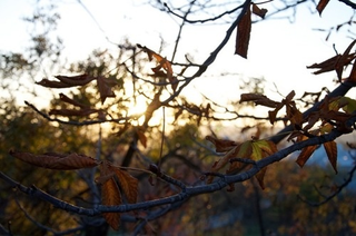 Illustration for article titled Shooting Challenge Fall Leaves Gallery 7